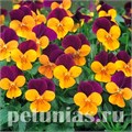 Виола Penny Orange Jump-up - 5 шт 10475 - фото 1800
