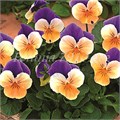 Виола Penny Peach Jump Up - 5 шт 10477 - фото 1802