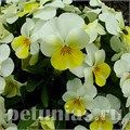 Виола Penny Primerose Bicolor - 5 шт 10478 - фото 1803