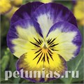 Виола Penny Primerose Picotee - 5 шт 10479 - фото 1804