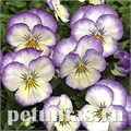 Виола Penny Purple Picotee - 5 шт 10482 - фото 1807