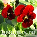 Виола Penny Red Blotch - 5 шт 10483 - фото 1808