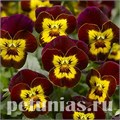 Виола Penny Red with Yellow Face - 5 шт 10485 - фото 1810