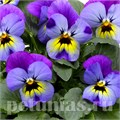 Виола Penny Violet Blue - 5 шт 10487 - фото 1812