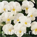 Виола Penny White - 5 шт 10488 - фото 1813