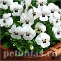 Виола Penny White Blotch - 5 шт 10489 - фото 1814