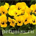 Виола Penny Yellow Blotch - 5 шт 10491 - фото 1816