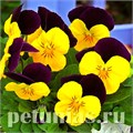 Виола Penny Yellow Jump-up - 5 шт 10492 - фото 1817