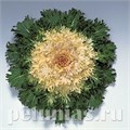 Капуста декоративная Coral Prince - 10 шт 10651 - фото 1818