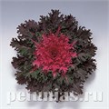 Капуста декоративная Coral Queen - 10 шт 10652 - фото 1819