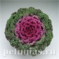 Капуста декоративная Kamome Bright Red - 10 шт 10653 - фото 1821