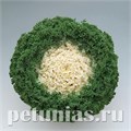 Капуста декоративная Kamome Bright White - 10 шт 10654 - фото 1822