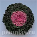 Капуста декоративная Kamome Pink - 10 шт 10655 - фото 1823
