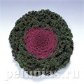 Капуста декоративная Kamome Red - 10 шт 10656 - фото 1824