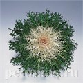 Капуста декоративная Peacock White - 10 шт 10659 - фото 1827