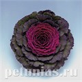 Капуста декоративная Pigeon Purple - 10 шт 10660 - фото 1828