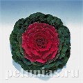 Капуста декоративная Pigeon Red - 10 шт 10661 - фото 1829