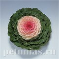 Капуста декоративная Pigeon Victoria - 10 шт 10662 - фото 1830