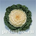 Капуста декоративная Pigeon White - 10 шт 10663 - фото 1831