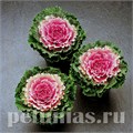 Капуста декоративная Songbird Pink - 10 шт 10664 - фото 1832