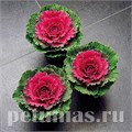 Капуста декоративная Songbird Red - 10 шт 10665 - фото 1833