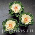 Капуста декоративная Songbird White  - 10 шт 10666 - фото 1834