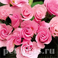 Примула Primlet Pink Shades - 3 шт 11141 - фото 1949