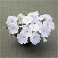 Петуния Trilogy White - 5 шт 10935 Петуния Trilogy White - 5 шт 10935