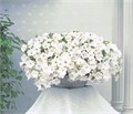 Петуния Opera Supreme White - 5 шт 10885 Петуния Opera Supreme White - 5 шт 10885