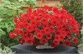 Петуния Opera Supreme Red - 5 шт 10883 Петуния Opera Supreme Red - 5 шт 10883