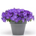 Петуния Easy Wave Lavender Sky Blue - 5 шт 10855 Петуния Easy Wave Lavender Sky Blue - 5 шт 10855