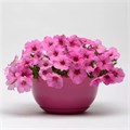 Петуния Easy Wave Pink Passion - 5 шт 10858 Петуния Easy Wave Pink Passion - 5 шт 10858