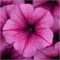 Петуния Easy Wave Rose Fusion - 5 шт 10863 - фото 2017