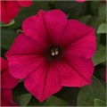 Петуния Wave Carmine Velour - 5 шт 10943 Петуния Wave Carmine Velour - 5 шт 10943
