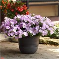 Петуния Wave Misty Lilac - 5 шт 10945 - фото 2055