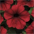 Петуния Tidal Wave Red Velour - 5 шт 10923