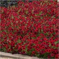 Петуния Tidal Wave Red Velour - 5 шт 10923
