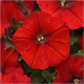 Петуния Shock Wave Red - 5 шт 10906 Петуния Shock Wave Red - 5 шт 10906