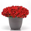 Петуния Shock Wave Red - 5 шт 10906 - фото 2102