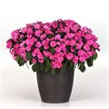 Бальзамин Solarscape XL Pink Jewel - 3 шт 10137 Бальзамин Solarscape XL Pink Jewel - 3 шт 10137