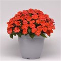 Бальзамин Solarscape Orange Burst - 3 шт 10134 Бальзамин Solarscape Orange Burst - 3 шт 10134