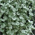 Дихондра серебристая Silver Falls - 3 шт 10624 Дихондра серебристая Silver Falls - 3 шт 10624