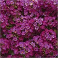 Алиссум Clear Cristall Purple Shades - 5 шт 10048 Алиссум Clear Cristall Purple Shades - 5 шт 10048