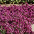 Алиссум Clear Cristall Purple Shades - 5 шт 10048 Алиссум Clear Cristall Purple Shades - 5 шт 10048