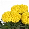 Бархатцы Taishan Yellow Improved - 5 шт 10187 Бархатцы Taishan Yellow Improved - 5 шт 10187