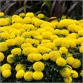 Бархатцы Taishan Yellow Improved - 5 шт 10187 Бархатцы Taishan Yellow Improved - 5 шт 10187