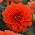Георгина Figaro Orange Shades - 10 шт 10589 - фото 2213