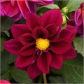 Георгина Figaro Violet Shades - 10 шт 10591 - фото 2216