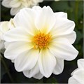 Георгина Figaro White - 10 шт 10592 - фото 2217