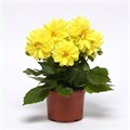 Георгина Figaro Yellow Shades - 10 шт 10593 Георгина Figaro Yellow Shades - 10 шт 10593